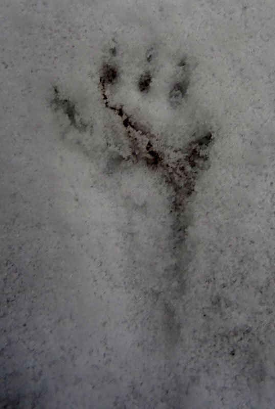 orme di scoiattolo sulla neve......